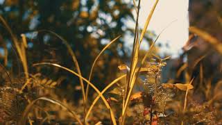 Download lagu Story Wa keren terbaru 30 detik || Vidio sinematik sore hari || Edit by : Vn mp3