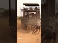 SHOCKING Tiger Attack During Safari Tour Caught On Camera