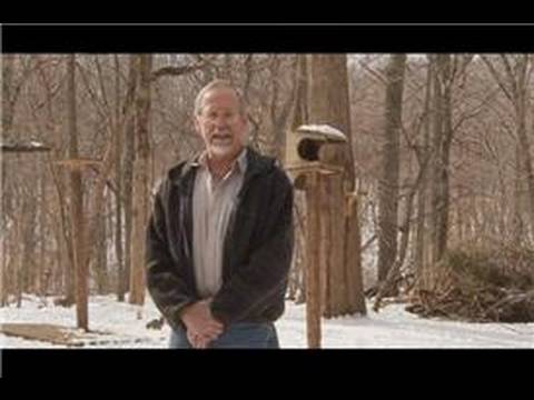 Bird Watching : How to Attract Blue Jays