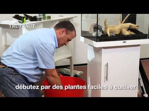 comment nettoyer plante d'aquarium