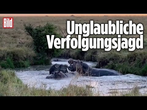 Büffel schlägt 15 Löwen und drei Flusspferde in die Flucht