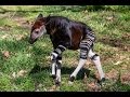 Curious Baby Okapi Explores Habitat