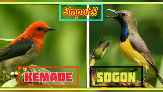 Download lagu 🔵Suara PIKAT SOGON kombinasi Kemade, AMPUH‼ mp3