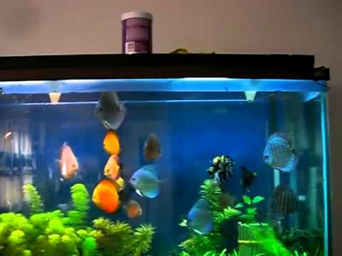 discus breeding Fresh water planted crs aquarium tropical fish tank hot live