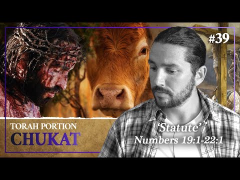 The Messianic Patterns In The Red Heifer Sacrifice - Torah Portion Chukat