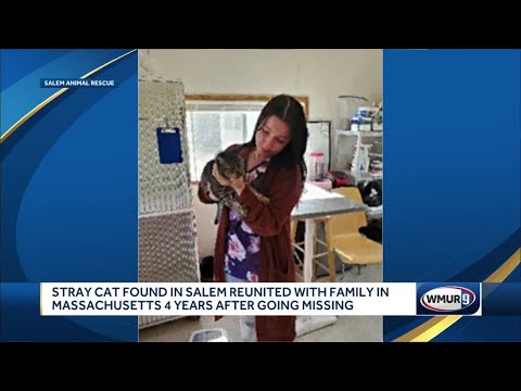 Stray cat found in Salem reunited with family in Massachusetts after 4 years