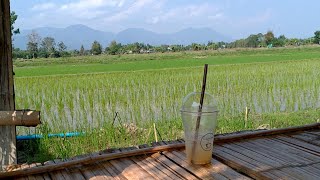 preview picture of video 'タイ北部チェンライで大流行の田んぼカフェを紹介'