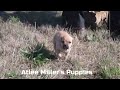 Puggle dogs for sale: Nick - Video 1