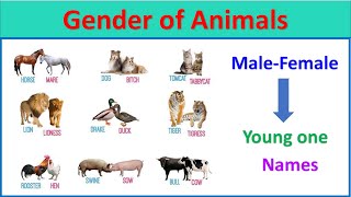 Animale Name Maile Female And Youn Watch HD Mp4 Videos Download Free Animale Name Maile Female And Youn Watch HD Mp4 Videos Download Free