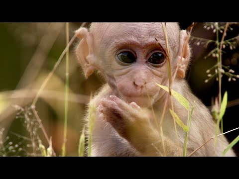 Baby Macaque Social Skills Tested by Violent Elder | Growing Up Wild | BBC Earth
