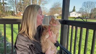 4 Pack Cat Flea Collars Review — The Truth After Hands-On Testing X9089