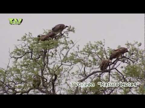 Scavengers in Kruger National Park