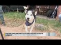 Lost California dog found in southern New Mexico - KRQE Lost California dog found in southern New Mexico