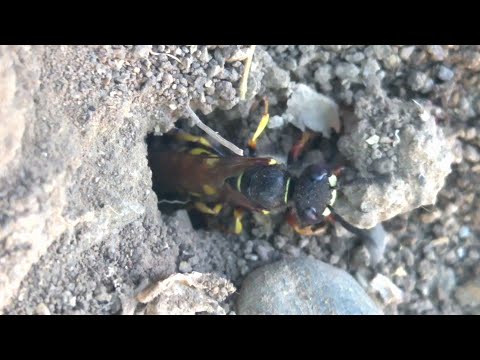 Philanthus triangulum digging