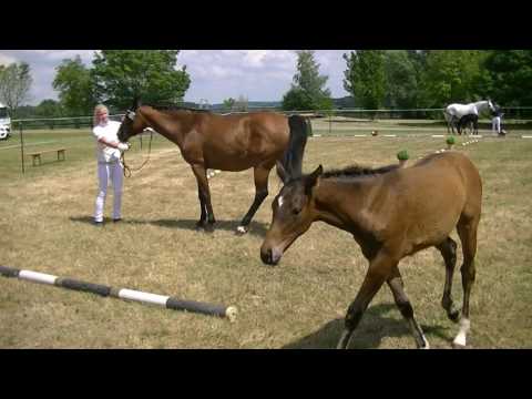 Grey Flanell Stutfohlen Oldenburger Fohlenprämierung in Laiberstadt