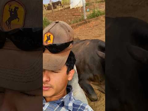 HOW TO LIE DOWN ON A BULL#agriculture#farm#explore#shorts