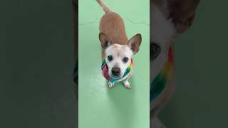 Video preview image #1 Chihuahua-Unknown Mix Puppy For Sale in phoenix, AZ, USA