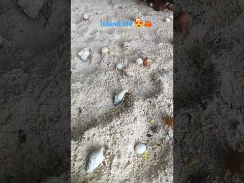 #mobilevideography #travel #ocean #beach#island #crab @xiaomi