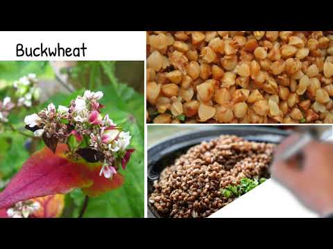 Buckwheat  - Health benefits, calories, composition. why is Buckwheat Special?
