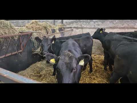 20 Quality Aberdeen Angus Heifers - Image 2