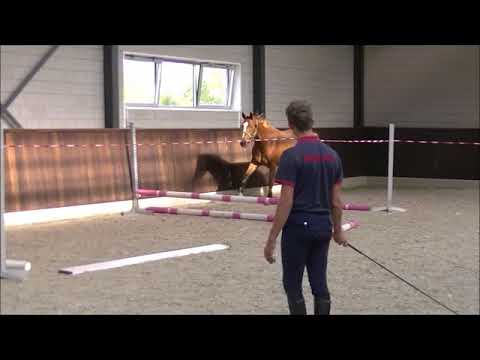 3-yr old mare First Verdi x Heartbreaker - for sale