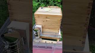 First honey beehive inspection! Part 2