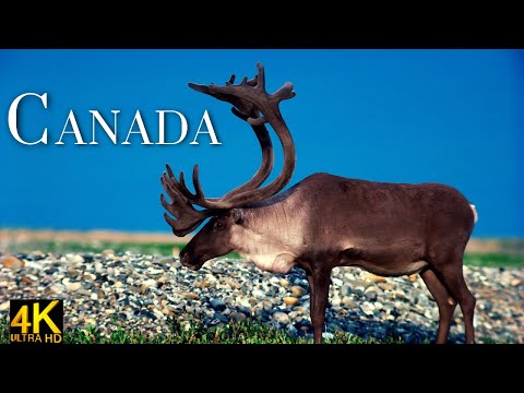 UNTAMED CANADA | Life in the Frozen Wilderness of the North | Nature Documentary