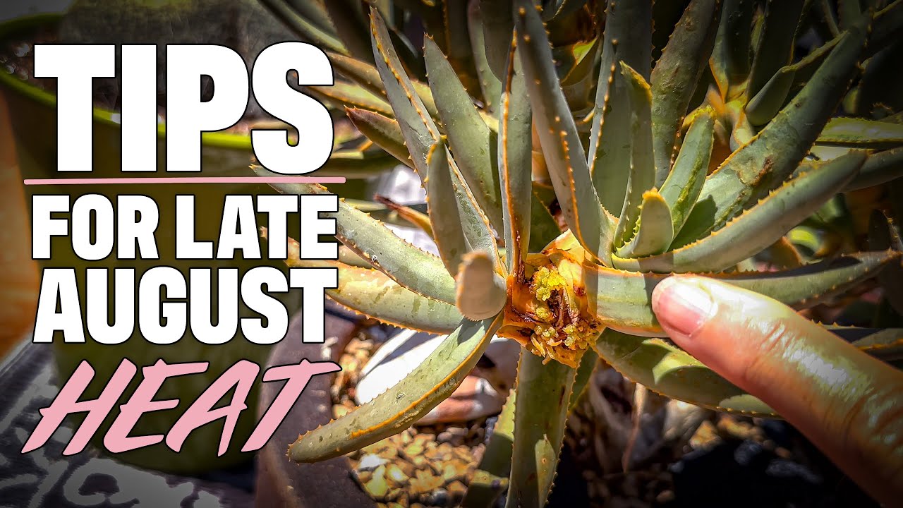 Walkabout Wednesday | August 28th, 2024