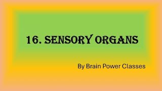 Class 3 // EVS // Chapter 16. Sensory Organs // Question answers. #BrainPowerClasses