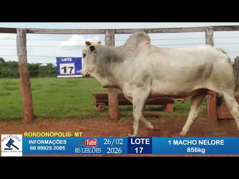 LOTE 17 - 1 MACHO NELORE - 856 KG