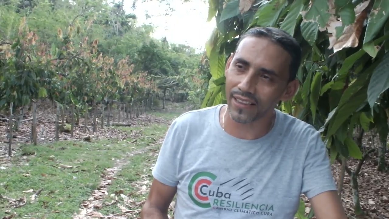 La recuperación del cacao en el Oriente cubano