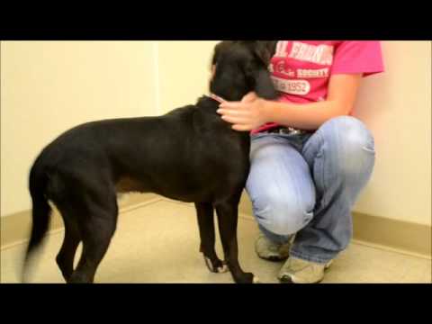 Adopt Hunter from Animal Friends