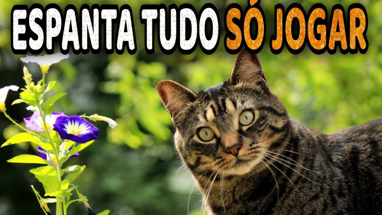 Como Espantar Cães e Gatos do seu Jardim e Horta - Dicas Caseira Eficientes