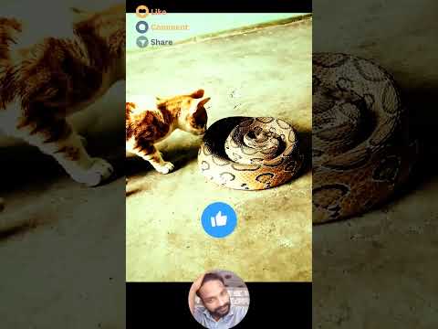 Russell's viper vs cat #snake #cat