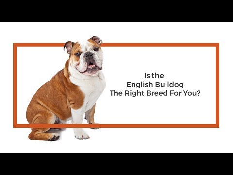 English Bulldog Breed Video