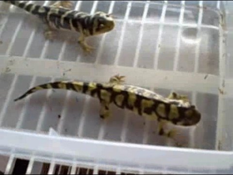 YouTube Video jLSOGbzpe0o