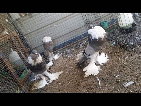 Pomeranian Pouter pigeon