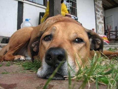 BATE SASHO - KOGAT OCHITE SI ZATVORYA (ZA ARCHI)