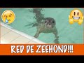 Aaah babyzeehondjes in de steek gelaten | DierenpraatTV