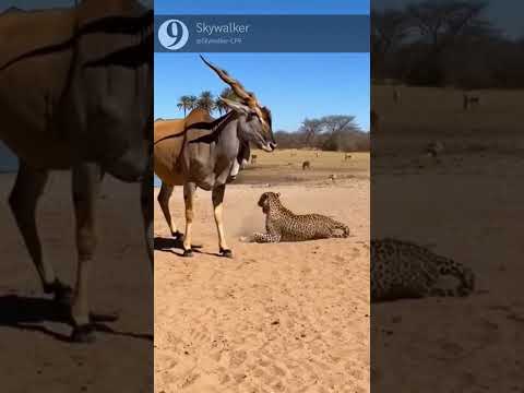 Leopard: Ouch... 😵