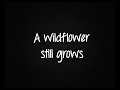 Wildflowers - Bon Jovi