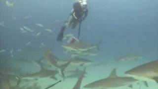 preview picture of video 'Shark Feeding Dive'