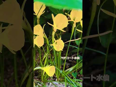 詩人の水仙 植物