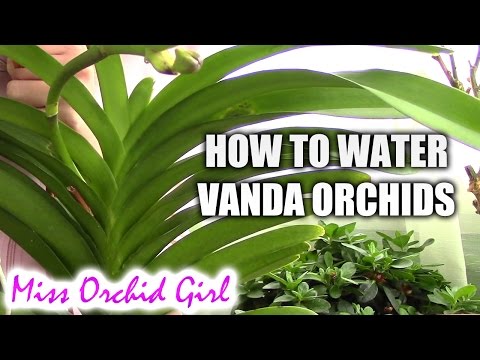 How to water Vanda orchids - tips for a healthy orchid