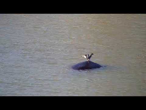Djuma: Hippo and Little Grebe juvenile - 15:10 - 09/05/20