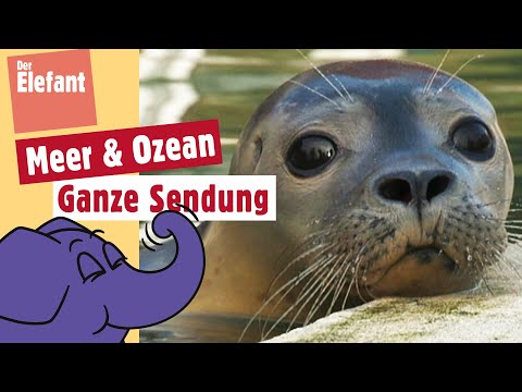 Wie leben Seehunde in einer Seehundstation? | Der Elefant | WDR