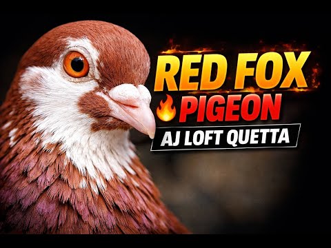 AJ Loft Quetta Balochistan | Best Pigeons 2026 | Fancy & Racing Pigeons