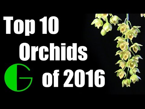 My Green Pets' Top 10 Orchids of 2016