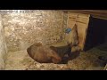 HORSE FART COMPILATION 2022