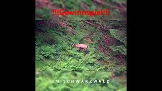 ‼️ Achtung ‼️ 🎉 #gewinnspiel | Wilde Wochenende 2.0 🦌🔥| Schwarzwaldhunters